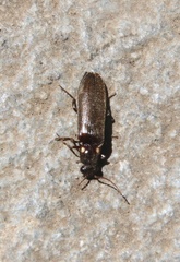 Phanophorus perspicax