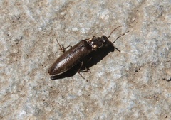 Phanophorus perspicax