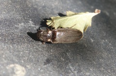 Phanophorus perspicax