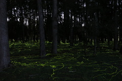 Phanophorus perspicax