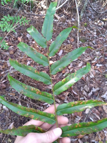 Dentate lattice-vein fern