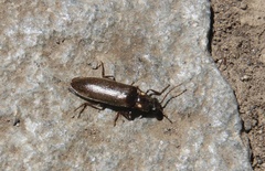 Phanophorus perspicax