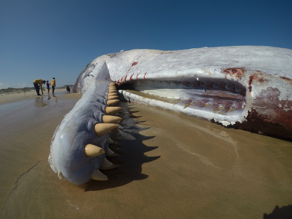 Photo of Sperm whale (Physeter macrocephalus)