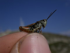 Omocestus haemorrhoidalis