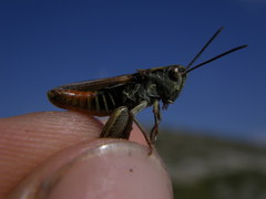 Omocestus haemorrhoidalis