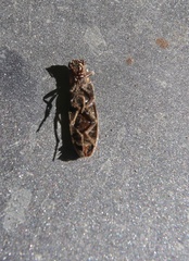 Phanophorus perspicax