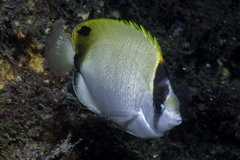 Chaetodon sedentarius