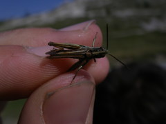 Omocestus haemorrhoidalis