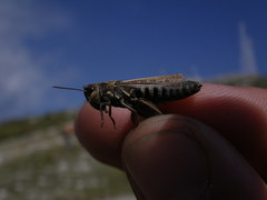 Omocestus haemorrhoidalis