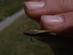 Omocestus haemorrhoidalis