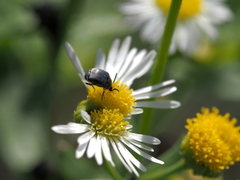 Spermophagus sericeus