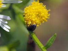 Spermophagus sericeus