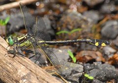 Gomphurus lineatifrons