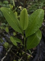 Erythroxylum coca