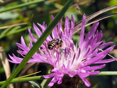 Pseudoanthidium nanum