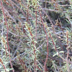 Prunus fasciculata