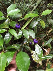 Psychotria suterella