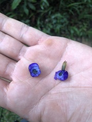 Psychotria suterella