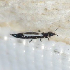 Aeolothrips fuscus