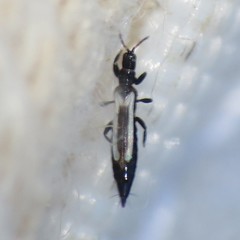 Aeolothrips fuscus