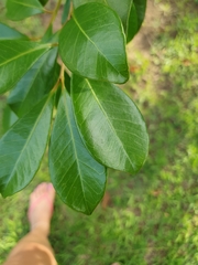 Psidium cattleyanum