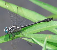 Stenogomphurus consanguis