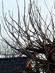 Emberiza citrinella