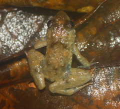 Phrynobatrachus