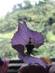 Dalechampia dioscoreifolia