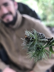 Dalechampia dioscoreifolia