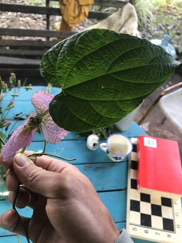 Dalechampia dioscoreifolia, photograph 4
