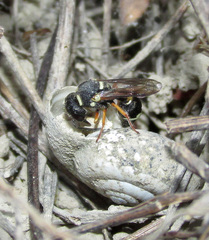 Leptochilus limbiferus