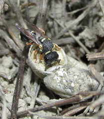 Leptochilus limbiferus
