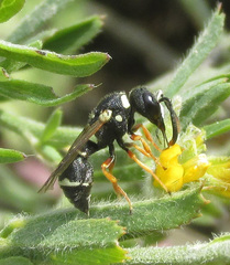Leptochilus limbiferus