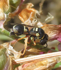 Leptochilus limbiferus