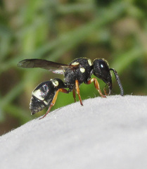 Leptochilus limbiferus