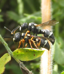 Leptochilus limbiferus