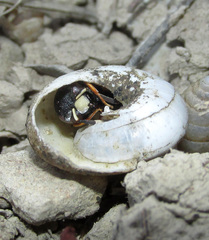 Leptochilus limbiferus