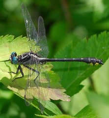 Hylogomphus parvidens