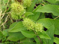 Lepechinia caulescens