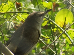 Acrocephalus stentoreus
