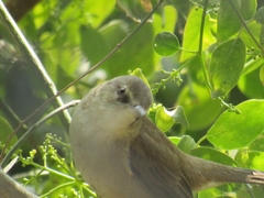 Acrocephalus stentoreus