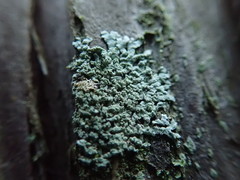 Parmeliopsis hyperopta