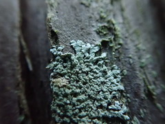 Parmeliopsis hyperopta