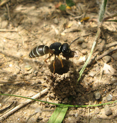 Odynerus femoratus