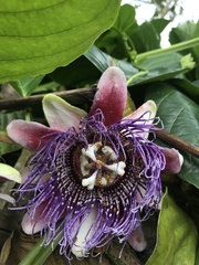 Passiflora quadrangularis