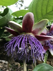 Passiflora quadrangularis