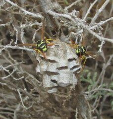 Polistes mongolicus