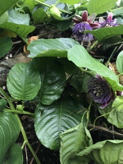 Passiflora quadrangularis