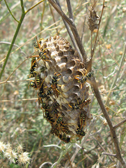 Polistes mongolicus
